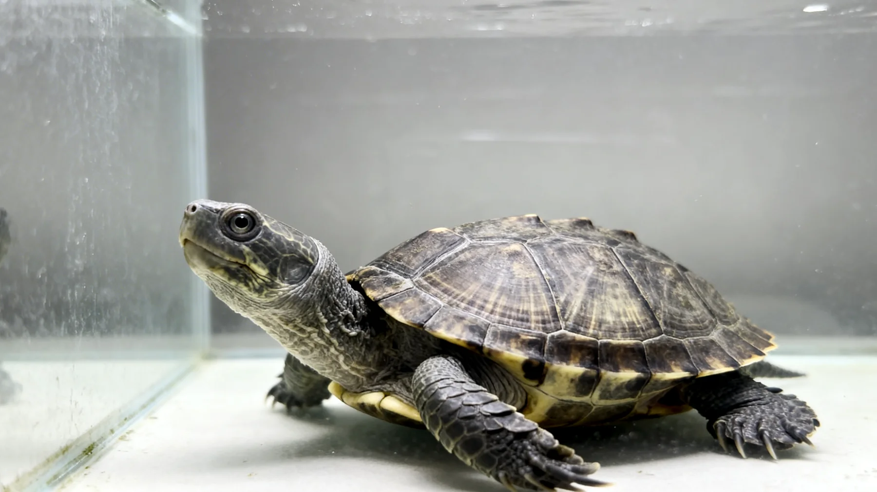 Erwachsene Schildkröten benötigen artgerechte Beschäftigungsmöglichkeiten und mentale Stimulation, da sie in Gefangenschaft oft zu wenig Anreize haben und Verhaltensstörungen wie Lethargie oder stereotypes Verhalten entwickeln können"